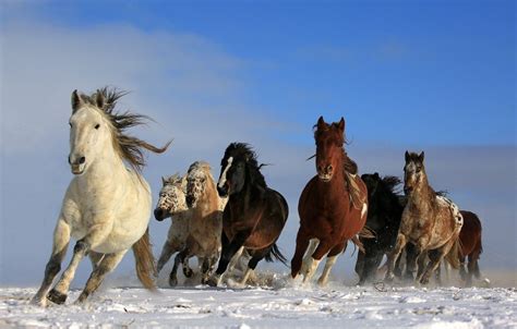 horses running in the wild